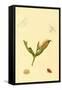 Surinam Butterflies, Moths and Caterpillars-Jan Sepp-Framed Stretched Canvas