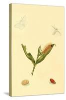 Surinam Butterflies, Moths and Caterpillars-Jan Sepp-Stretched Canvas