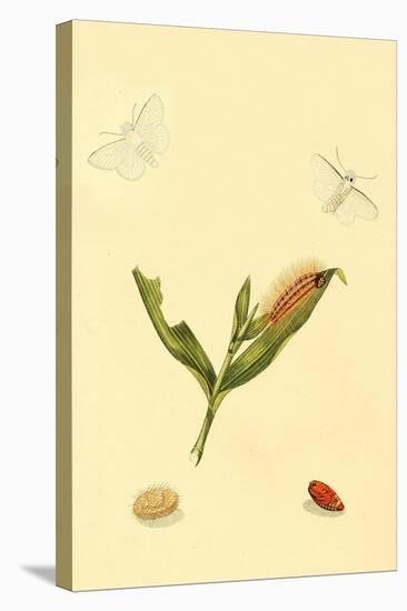 Surinam Butterflies, Moths and Caterpillars-Jan Sepp-Stretched Canvas