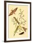 Surinam Butterflies, Moths and Caterpillars-Jan Sepp-Framed Art Print