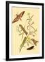 Surinam Butterflies, Moths and Caterpillars-Jan Sepp-Framed Art Print