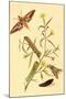 Surinam Butterflies, Moths and Caterpillars-Jan Sepp-Mounted Art Print