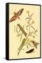 Surinam Butterflies, Moths and Caterpillars-Jan Sepp-Framed Stretched Canvas