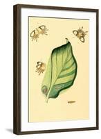 Surinam Butterflies, Moths and Caterpillars-Jan Sepp-Framed Art Print