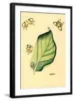 Surinam Butterflies, Moths and Caterpillars-Jan Sepp-Framed Art Print