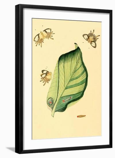 Surinam Butterflies, Moths and Caterpillars-Jan Sepp-Framed Art Print