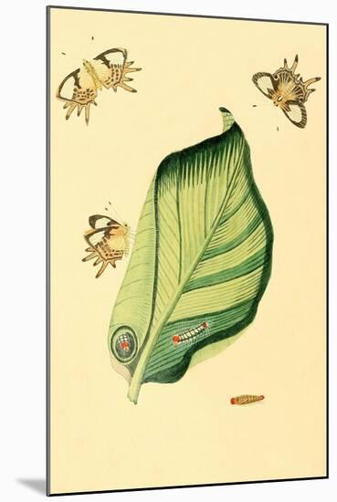 Surinam Butterflies, Moths and Caterpillars-Jan Sepp-Mounted Art Print