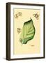 Surinam Butterflies, Moths and Caterpillars-Jan Sepp-Framed Art Print