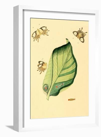 Surinam Butterflies, Moths and Caterpillars-Jan Sepp-Framed Art Print