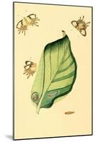 Surinam Butterflies, Moths and Caterpillars-Jan Sepp-Mounted Art Print