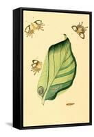 Surinam Butterflies, Moths and Caterpillars-Jan Sepp-Framed Stretched Canvas