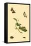 Surinam Butterflies, Moths and Caterpillars-Jan Sepp-Framed Stretched Canvas