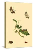 Surinam Butterflies, Moths and Caterpillars-Jan Sepp-Stretched Canvas