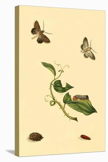 Surinam Butterflies, Moths and Caterpillars-Jan Sepp-Stretched Canvas