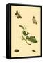 Surinam Butterflies, Moths and Caterpillars-Jan Sepp-Framed Stretched Canvas