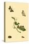 Surinam Butterflies, Moths and Caterpillars-Jan Sepp-Stretched Canvas