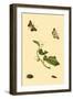 Surinam Butterflies, Moths and Caterpillars-Jan Sepp-Framed Art Print