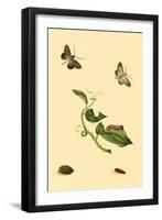 Surinam Butterflies, Moths and Caterpillars-Jan Sepp-Framed Art Print