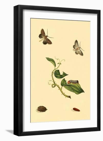 Surinam Butterflies, Moths and Caterpillars-Jan Sepp-Framed Art Print