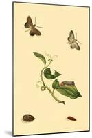 Surinam Butterflies, Moths and Caterpillars-Jan Sepp-Mounted Art Print