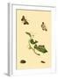 Surinam Butterflies, Moths and Caterpillars-Jan Sepp-Framed Art Print