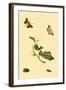 Surinam Butterflies, Moths and Caterpillars-Jan Sepp-Framed Art Print