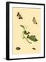 Surinam Butterflies, Moths and Caterpillars-Jan Sepp-Framed Art Print