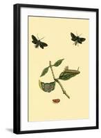 Surinam Butterflies, Moths and Caterpillars-Jan Sepp-Framed Art Print