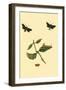 Surinam Butterflies, Moths and Caterpillars-Jan Sepp-Framed Art Print