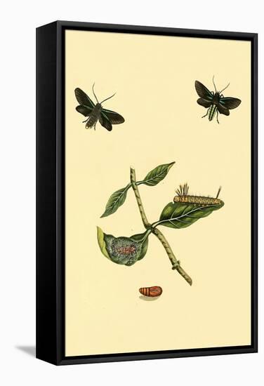 Surinam Butterflies, Moths and Caterpillars-Jan Sepp-Framed Stretched Canvas