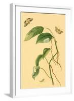 Surinam Butterflies, Moths and Caterpillars-Jan Sepp-Framed Art Print