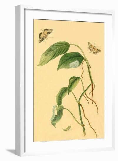 Surinam Butterflies, Moths and Caterpillars-Jan Sepp-Framed Art Print