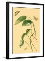 Surinam Butterflies, Moths and Caterpillars-Jan Sepp-Framed Art Print