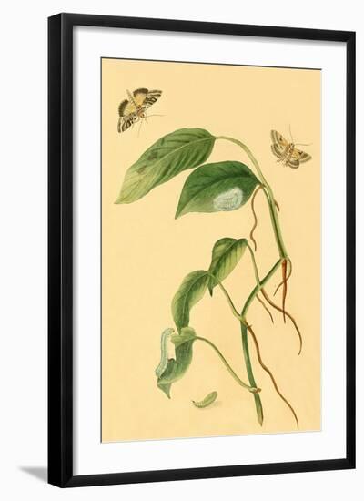 Surinam Butterflies, Moths and Caterpillars-Jan Sepp-Framed Art Print