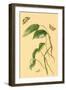 Surinam Butterflies, Moths and Caterpillars-Jan Sepp-Framed Art Print