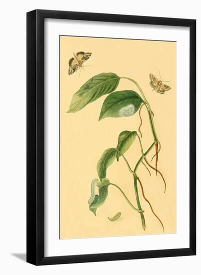 Surinam Butterflies, Moths and Caterpillars-Jan Sepp-Framed Art Print