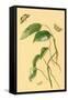 Surinam Butterflies, Moths and Caterpillars-Jan Sepp-Framed Stretched Canvas