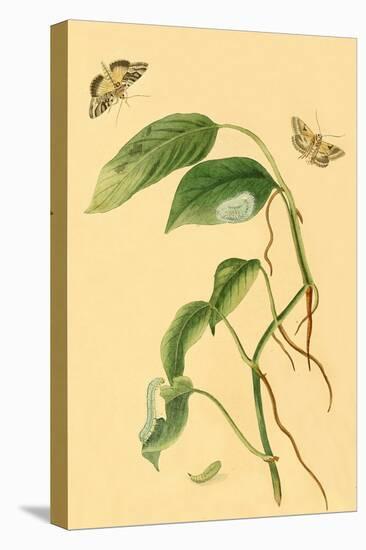 Surinam Butterflies, Moths and Caterpillars-Jan Sepp-Stretched Canvas