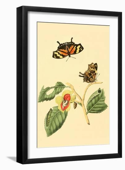 Surinam Butterflies, Moths and Caterpillars-Jan Sepp-Framed Art Print