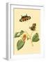 Surinam Butterflies, Moths and Caterpillars-Jan Sepp-Framed Art Print