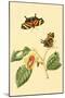 Surinam Butterflies, Moths and Caterpillars-Jan Sepp-Mounted Art Print