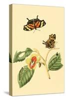 Surinam Butterflies, Moths and Caterpillars-Jan Sepp-Stretched Canvas