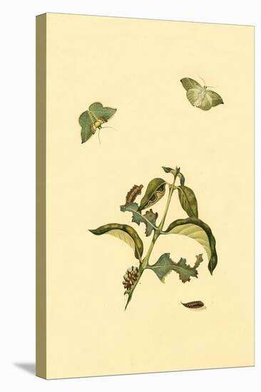 Surinam Butterflies, Moths and Caterpillars-Jan Sepp-Stretched Canvas