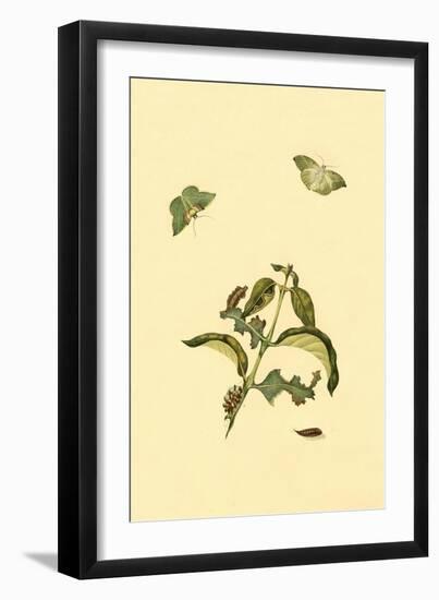 Surinam Butterflies, Moths and Caterpillars-Jan Sepp-Framed Art Print