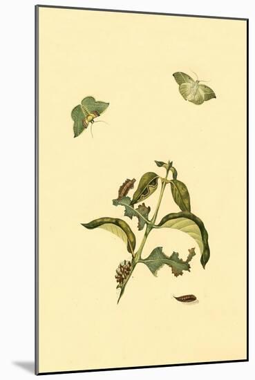 Surinam Butterflies, Moths and Caterpillars-Jan Sepp-Mounted Art Print