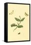 Surinam Butterflies, Moths and Caterpillars-Jan Sepp-Framed Stretched Canvas