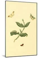 Surinam Butterflies, Moths and Caterpillars-Jan Sepp-Mounted Art Print