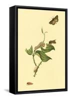 Surinam Butterflies, Moths and Caterpillars-Jan Sepp-Framed Stretched Canvas