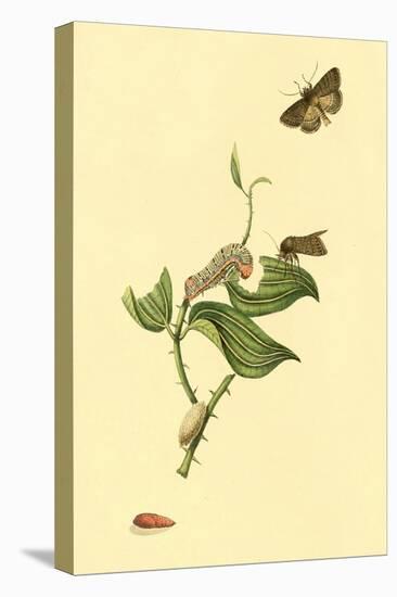 Surinam Butterflies, Moths and Caterpillars-Jan Sepp-Stretched Canvas