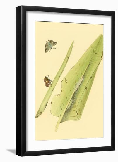 Surinam Butterflies, Moths and Caterpillars-Jan Sepp-Framed Art Print